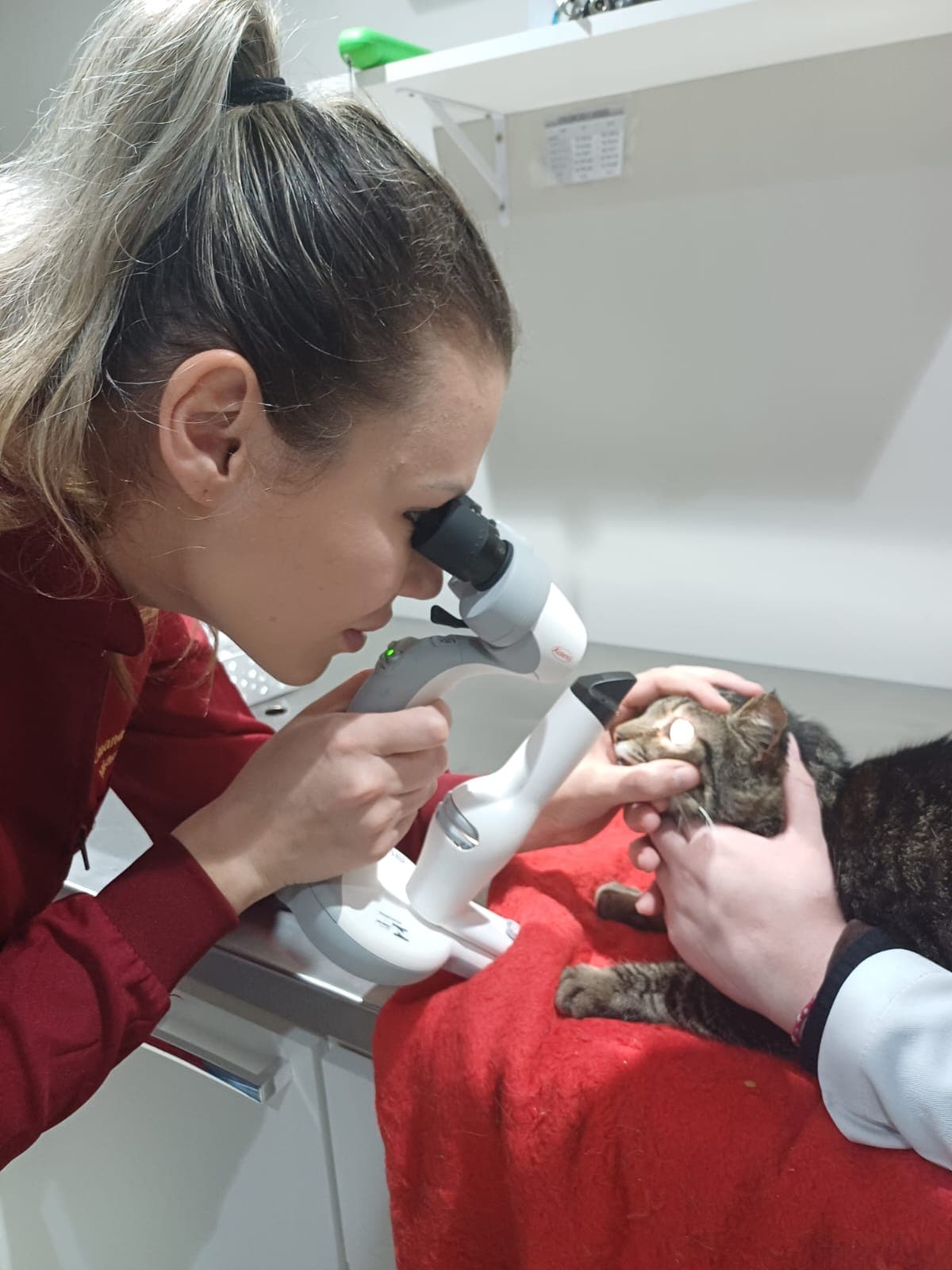 ophthalmic-exam-cat1