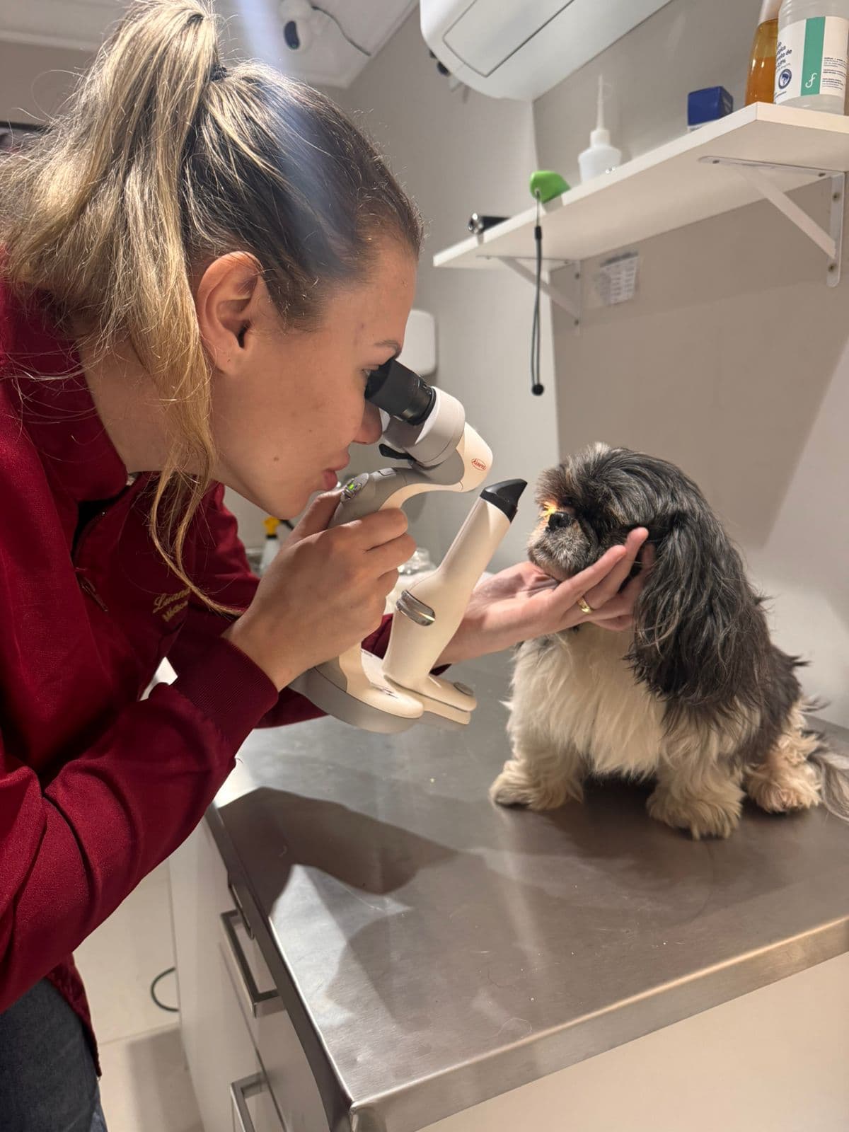 ophthalmic-exam-dog