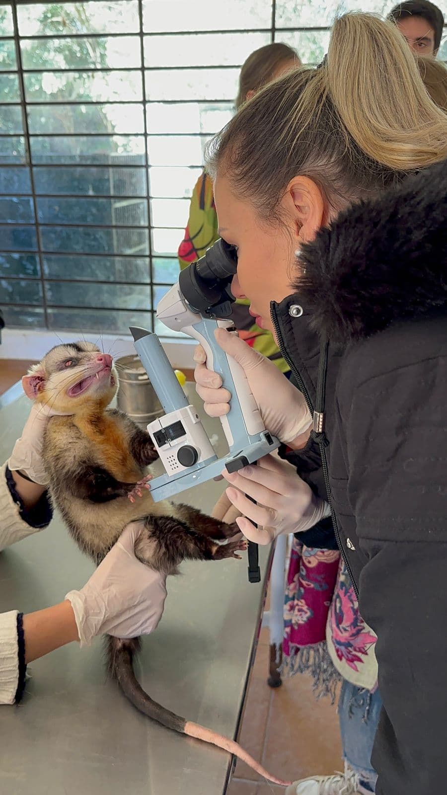 ophthalmic-exam-opossum